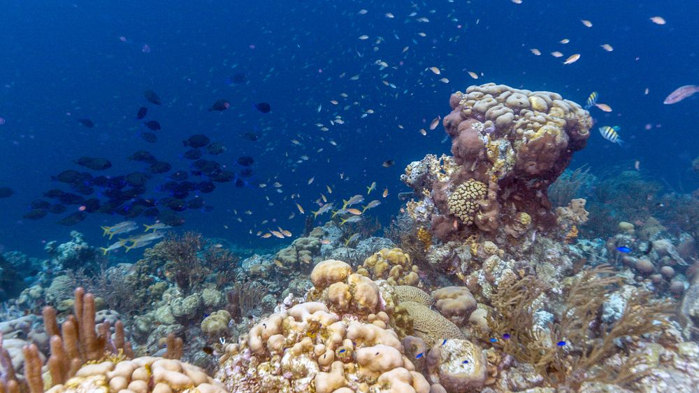 Zdravé korálové útesy vydávají více zvuků než ty nemocné